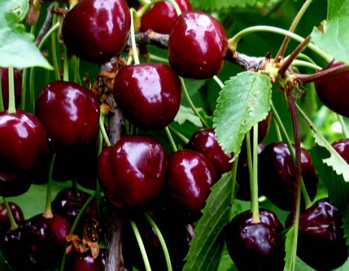 Cireș „Burlat” timpuriu, portaltoi Mahalebka, rădăcină liberă