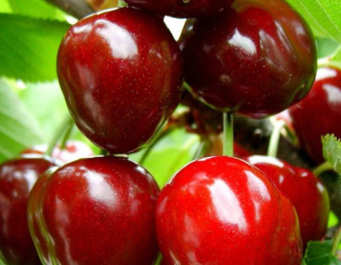 Cireș „Karešová” timpuriu, portaltoi Colt, rădăcină liberă