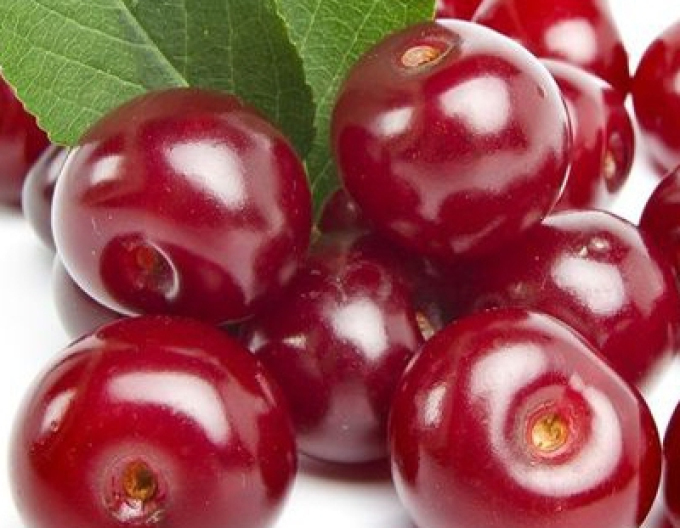 Vișin "Érdi Bötermö" semitârziu, portaltoi Mahalebka, rădăcină liberă