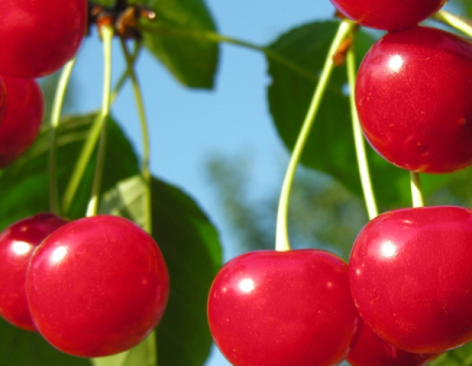 Cireș "Favorit" semi-dur