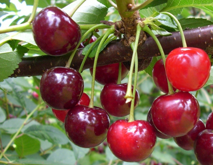 Cireș "Újfehertoi fürtös" lemn semidur, sub. Mahalebka, liber.