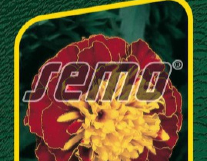 Semo Semințe de Tagetes  Harmony Boy