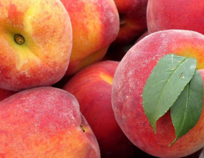 Piersic "Fairhaven" semi-hardwood