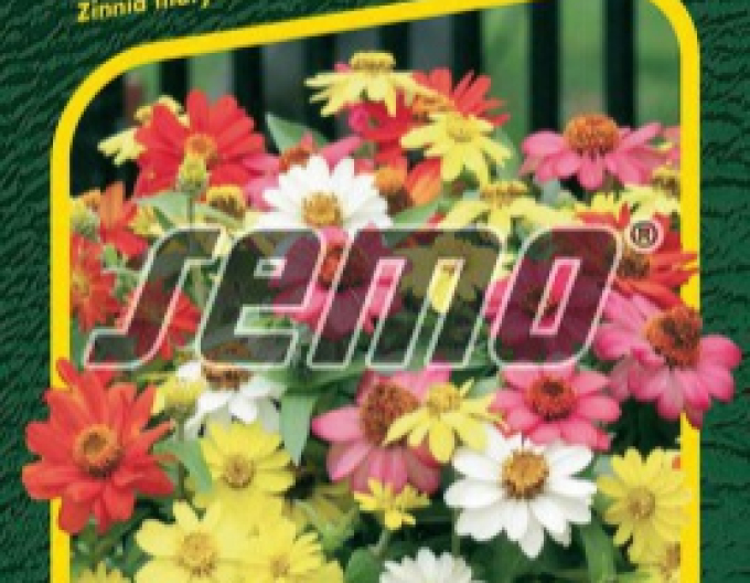 Semo Semințe de cârciumăreasă´Zahara mix´