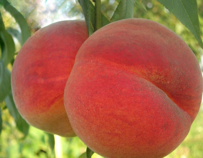 Piersică "Redhaven" timpurie, portaltoi GF677, rădăcină liberă