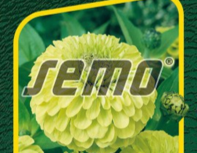 Semo Semințe de cârciumăreasă ´Envy´