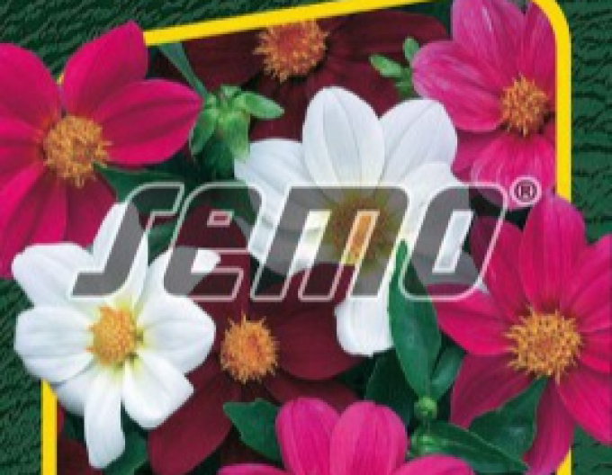 Semo semințe de dalii ´Mardi Gras´