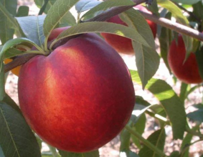 Nectarina "Venus" târzie, portaltoi GF677, rădăcină liberă