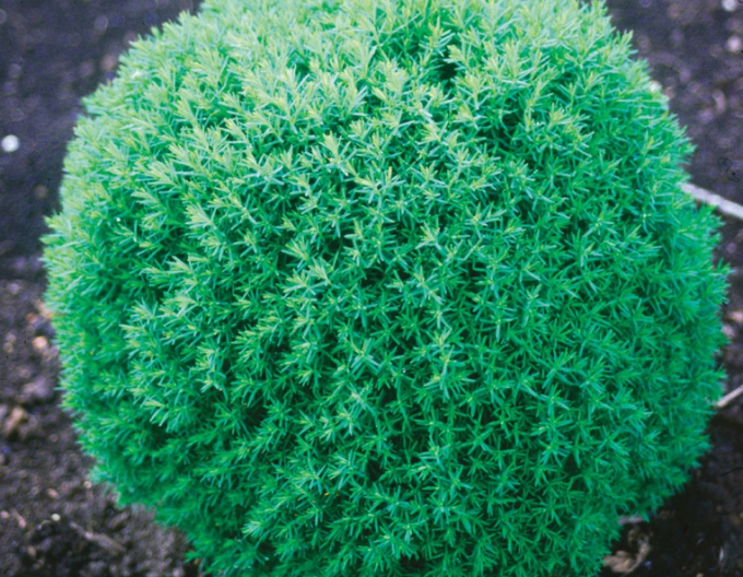 Tuia de Vest "TEDDY"