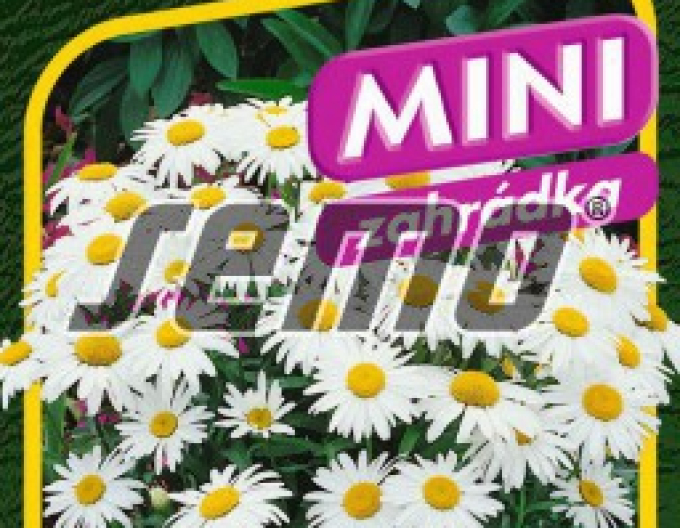 Semo margaretă ´Silver Princess´