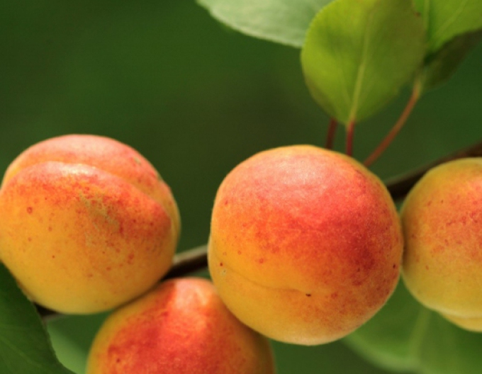 Cais „Bergeron”, tardiv, portaltoi Myrobalan, rădăcină liberă