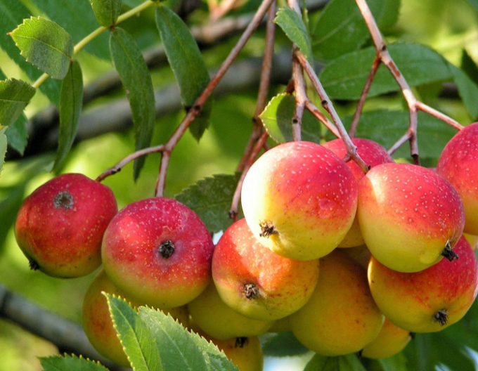 Scoruș - Jarabina scoruș