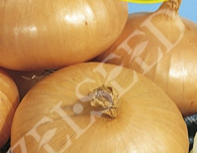 Zelseed Ceapă de bucătărie Stuttgart