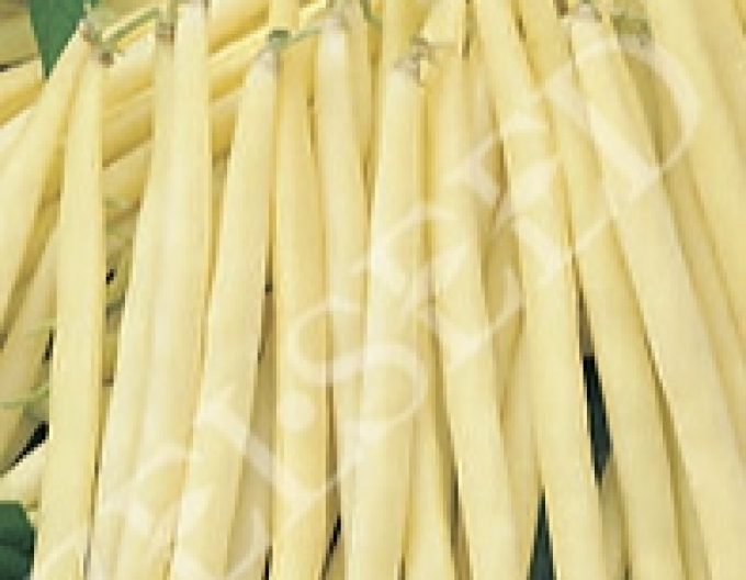 Zelseed Fasole pitică Leonarda