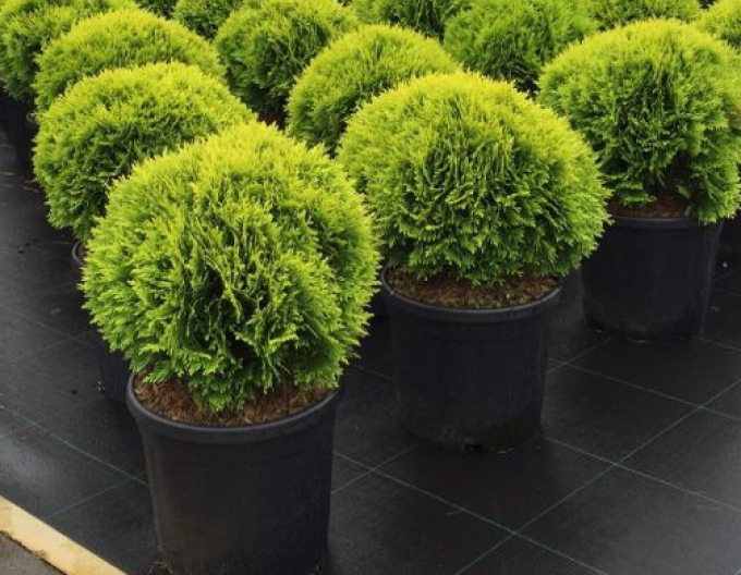Thuja de vest "Mirjam