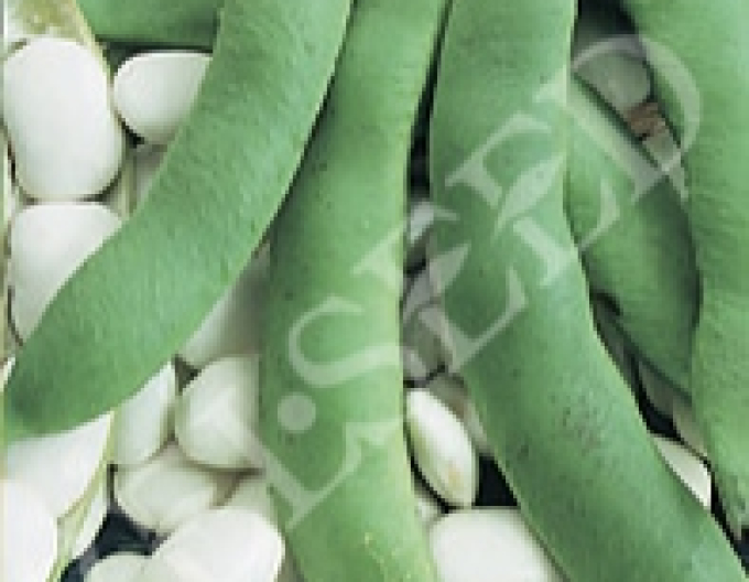 Zelseed Fasole cățărătoare ´Albena´