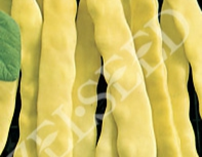 Zelseed Fasole cățărătoare ´Anita´