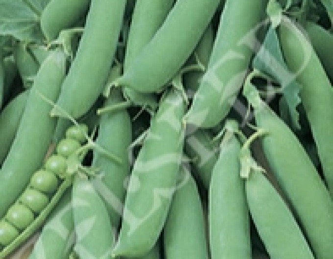 Zelseed Mazăre Hermes