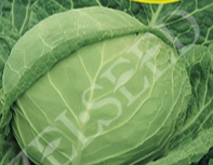 Zelseed Varza  ´Zora´