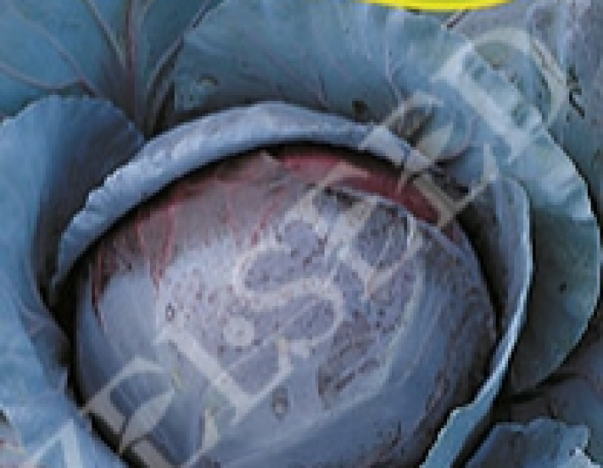 Zelseed Varză roșie ´Mars´