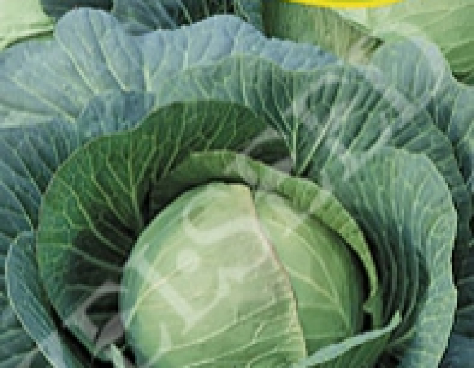 Zelseed Varză albă  ´Pourovo Polopozdní´