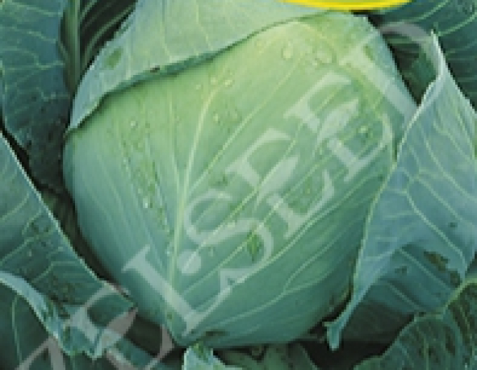 Zelseed Varză  ´Polar´