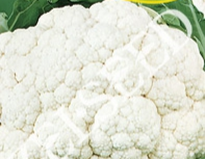 Zelseed Conopidă  ´Bora´