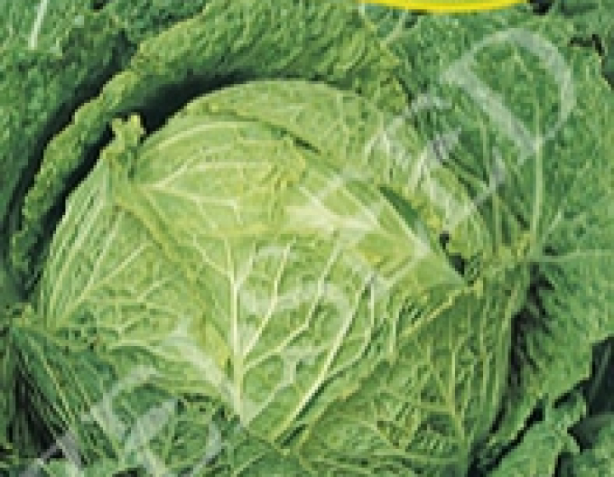 Zelseed Varză creață ´Providence´