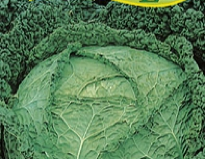 Zelseed Varză creață ´Vertus 3´