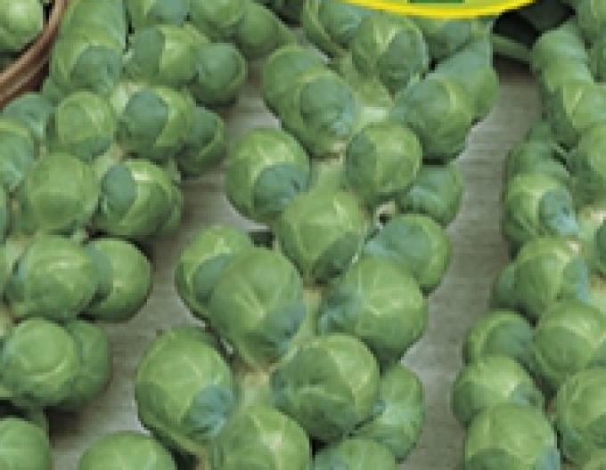 Zelseed Varză creață ´Casiopea´