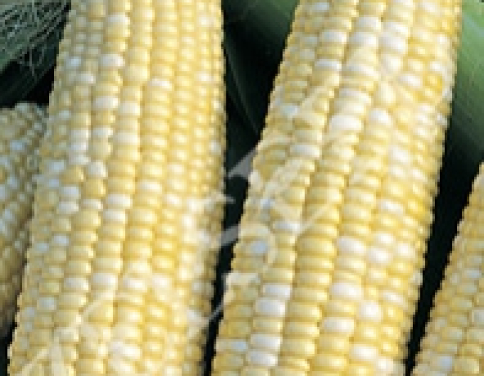 Zelseed Porumb dulce ´Alida F1´