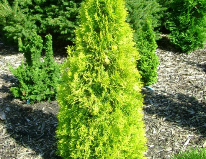 Thuja de Vest "Golden Emerald"