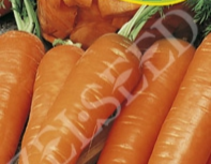 Zelseed Semințe de morcov ´Stupica´