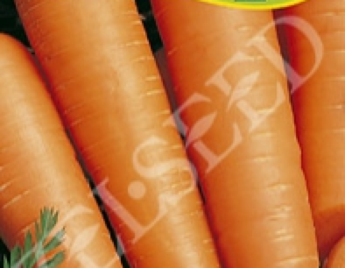 Zelseed Morcov Olympia