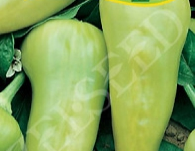 Zelseed Ardei dulci pentru accelerare ´Duval F1´