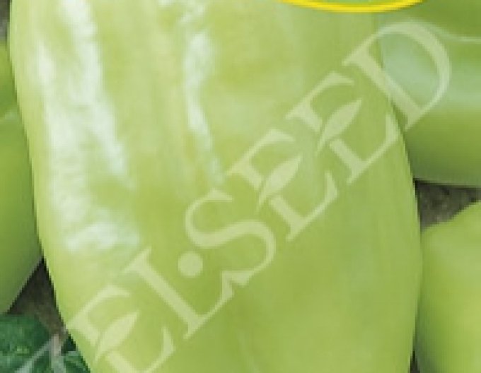 Zelseed Ardei dulci pentru accelerare ´Nova´