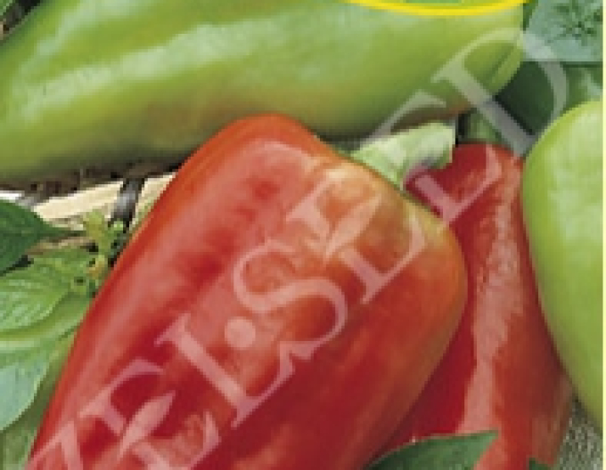 Zelseed Ardei anual ´Petra´