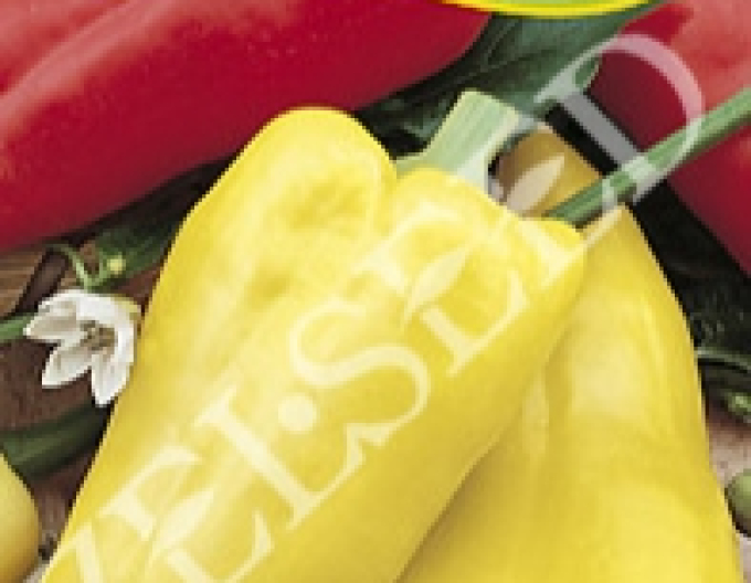 Zelseed Ardei anual ´Aurea´