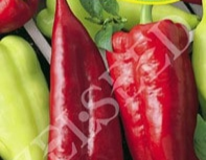 Zelseed Ardei anual ´Mashenka´