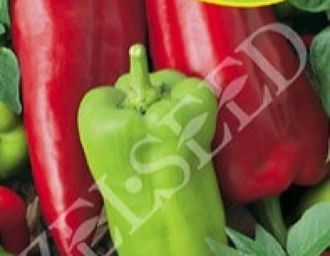 Zelseed Ardei anual Tonka