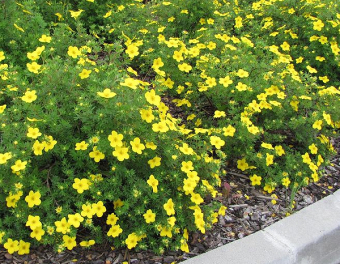 Potentilla Klondike