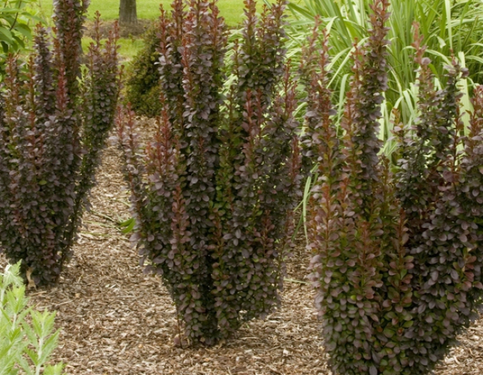 Drăcilă japoneză "Red Rocket"