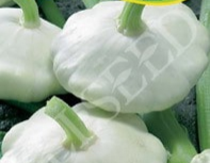 Zelseed Patisson ´Orpheus´