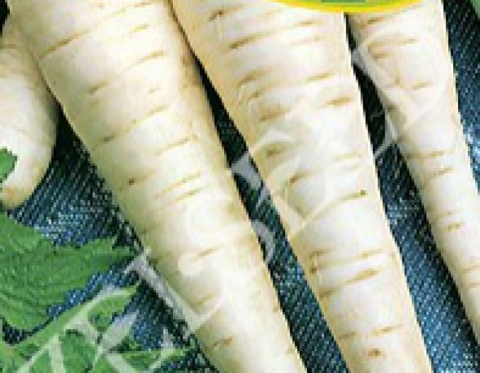 Zelseed Păstârnac ´Long White´