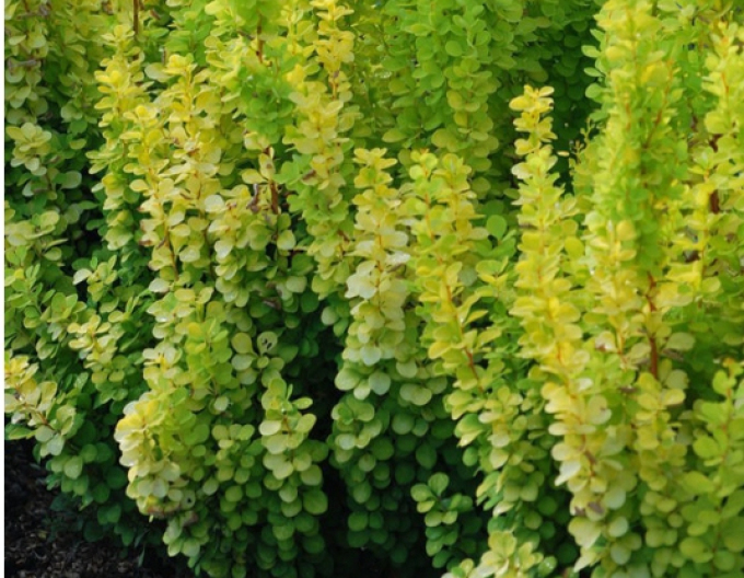 Berberis thunbergii "Golden Rocket"