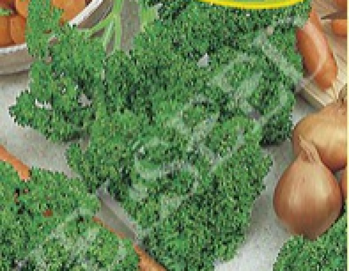 Zelseed Pătrunjel de grădină Astra