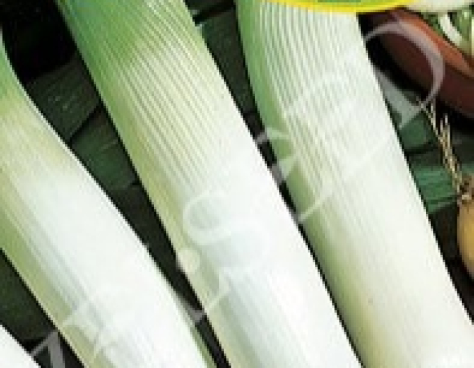 Zelseed Praz cultivat Elefant