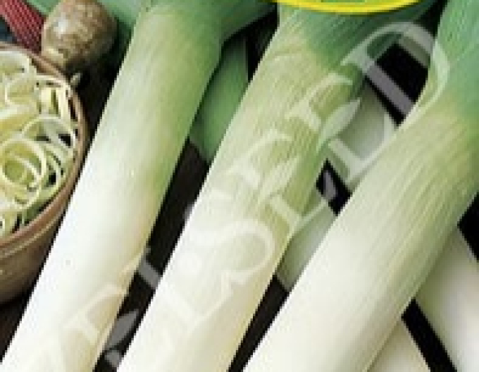 Zelseed Praz cultivat ´Starozagorski Kamuš´