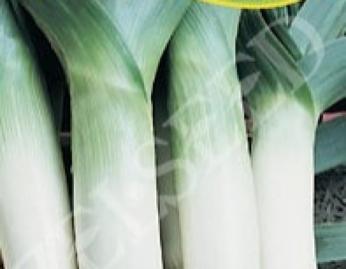 Zelseed Praz cultivat "Leonard