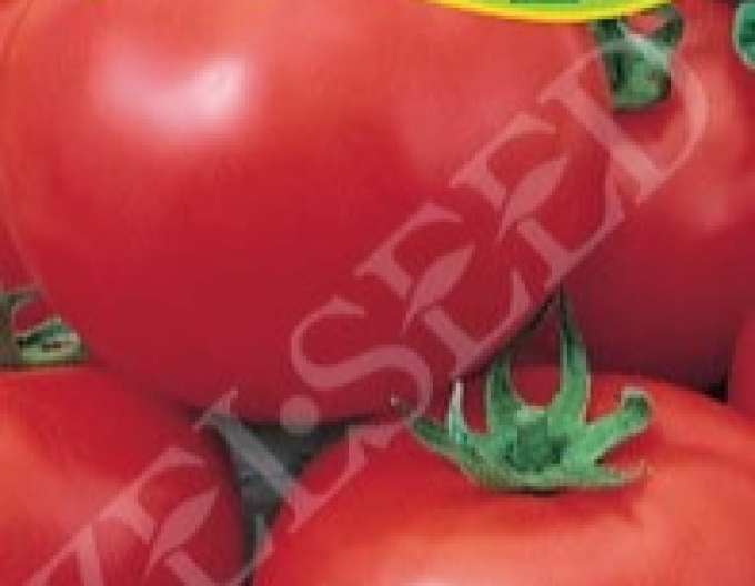 Zelseed Semințe de tomate pitice ´Tomanova´